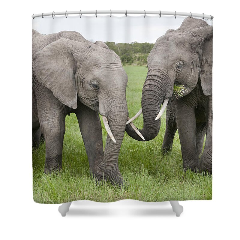 Feb0514 Shower Curtain featuring the photograph African Elephants Grazing Kenya by Tui De Roy