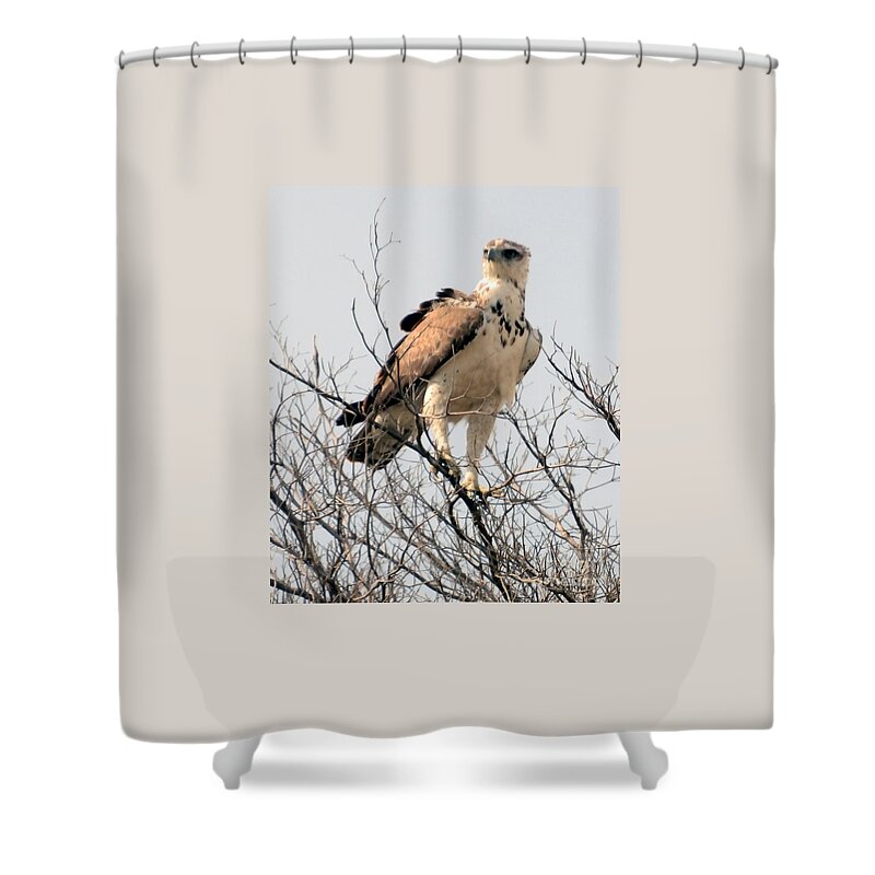 Raptor Shower Curtain featuring the photograph African Hawk Eagle by Tom Wurl