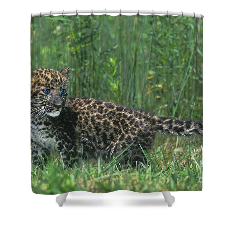 Africa Shower Curtain featuring the photograph African Leopard Cub in Tall Grass Endangered Species by Dave Welling