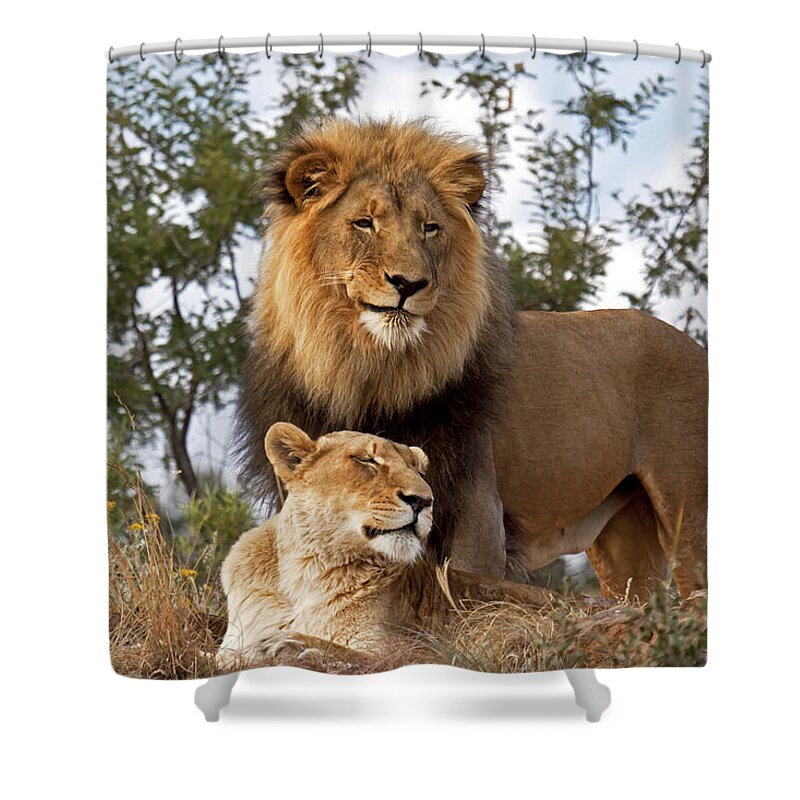 Nis Shower Curtain featuring the photograph African Lion And Lioness Botswana by Erik Joosten