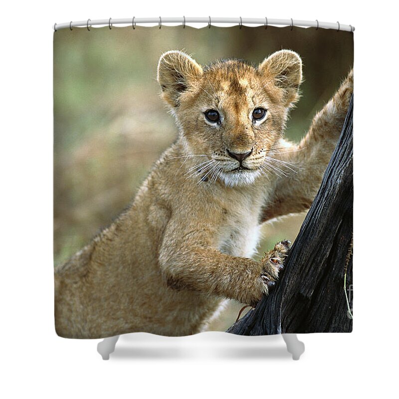 00344603 Shower Curtain featuring the photograph Lion Cub in Masai Mara by Yva Momatiuk John Eastcott