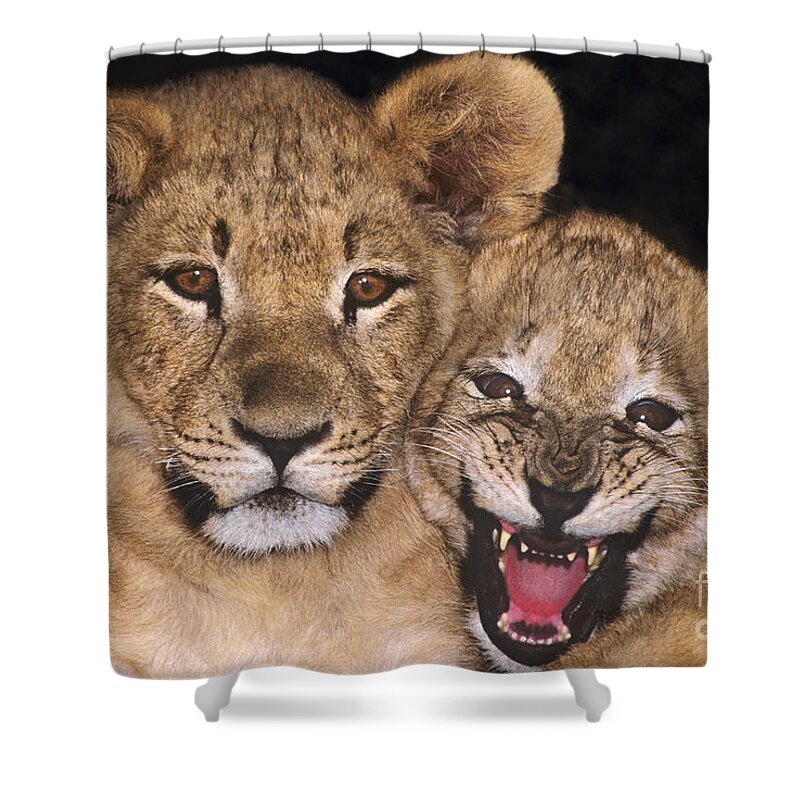 African Lions Shower Curtain featuring the photograph African Lion Cubs One Aint Happy Wldlife Rescue by Dave Welling