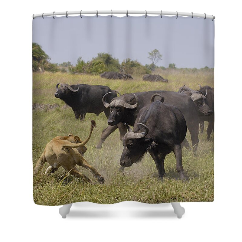 00217938 Shower Curtain featuring the photograph African Lion Evading Cape Buffalo Africa by Pete Oxford