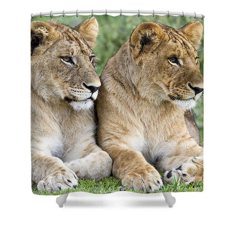 Nis Shower Curtain featuring the photograph African Lion Juveniles Serengeti Np by Erik Joosten