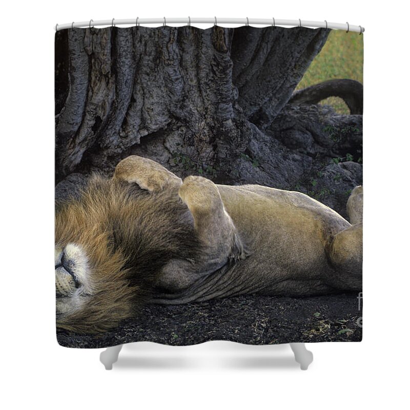 Dave Welling Shower Curtain featuring the photograph African Lion Panthera Leo Wild Kenya by Dave Welling