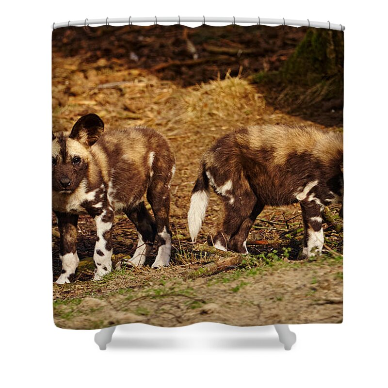 African Shower Curtain featuring the photograph African Wild Dog puppies by Nick Biemans