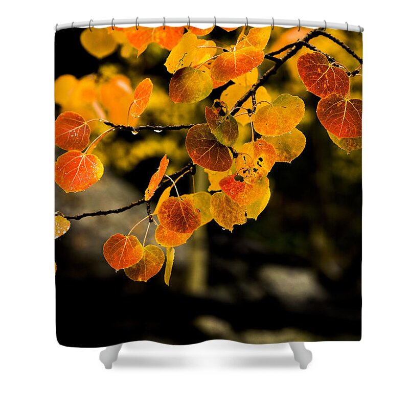 Fall Shower Curtain featuring the photograph After Rain by Chad Dutson
