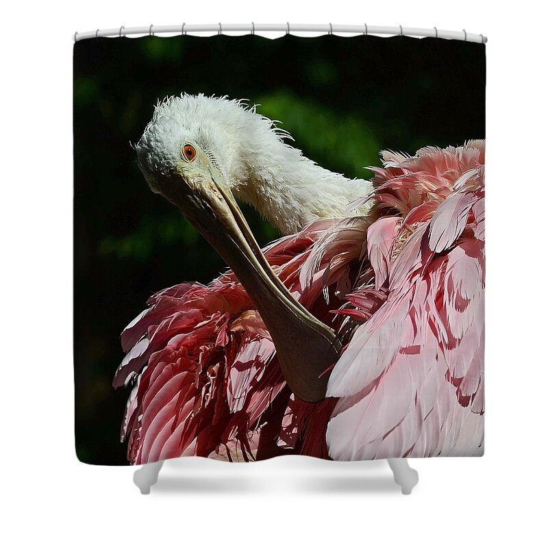 Roseate Spoonbill Shower Curtain featuring the photograph After the Bath by Stuart Harrison