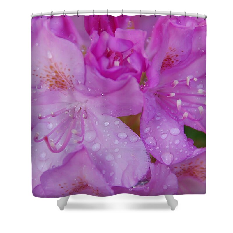 Azalea Shower Curtain featuring the photograph After the Rain by Aimee L Maher ALM GALLERY