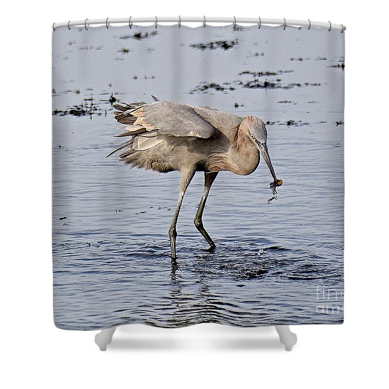Egret Shower Curtain featuring the photograph Afternoon Snack by Carol Bradley