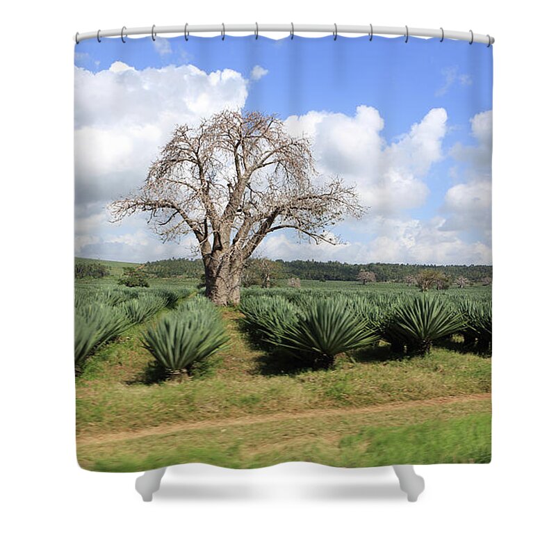 Scenics Shower Curtain featuring the photograph Agave Plantation And Baobab Tree, Kenya by Vincenzo Lombardo
