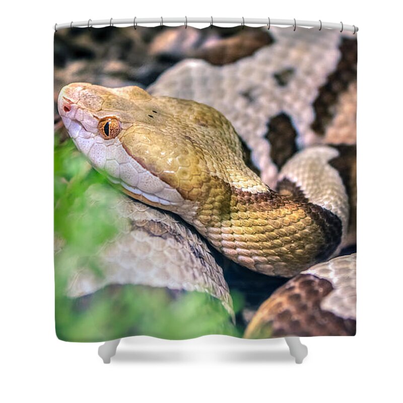 Agkistrodon Shower Curtain featuring the photograph Agkistrodon contortrix by Traveler's Pics