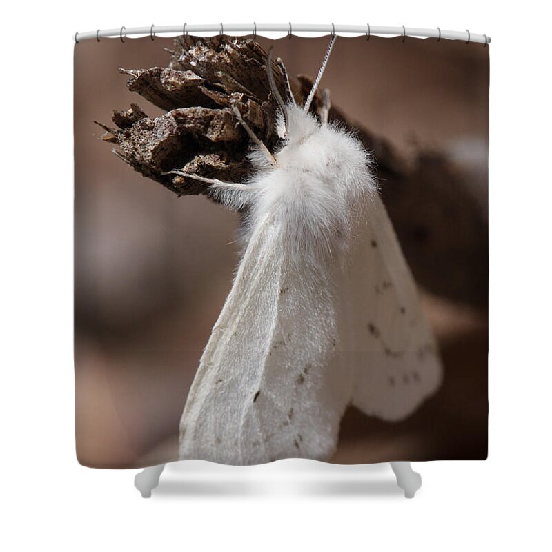 Agreeable Tiger Moth Shower Curtain featuring the photograph Agreeable Tiger Moth by Daniel Reed