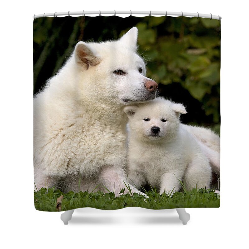 Dog Shower Curtain featuring the photograph Akita Inu Dog And Puppy by Jean-Michel Labat
