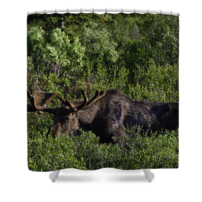 Penny Lisowski Shower Curtain featuring the photograph Alaskan Moose II by Penny Lisowski