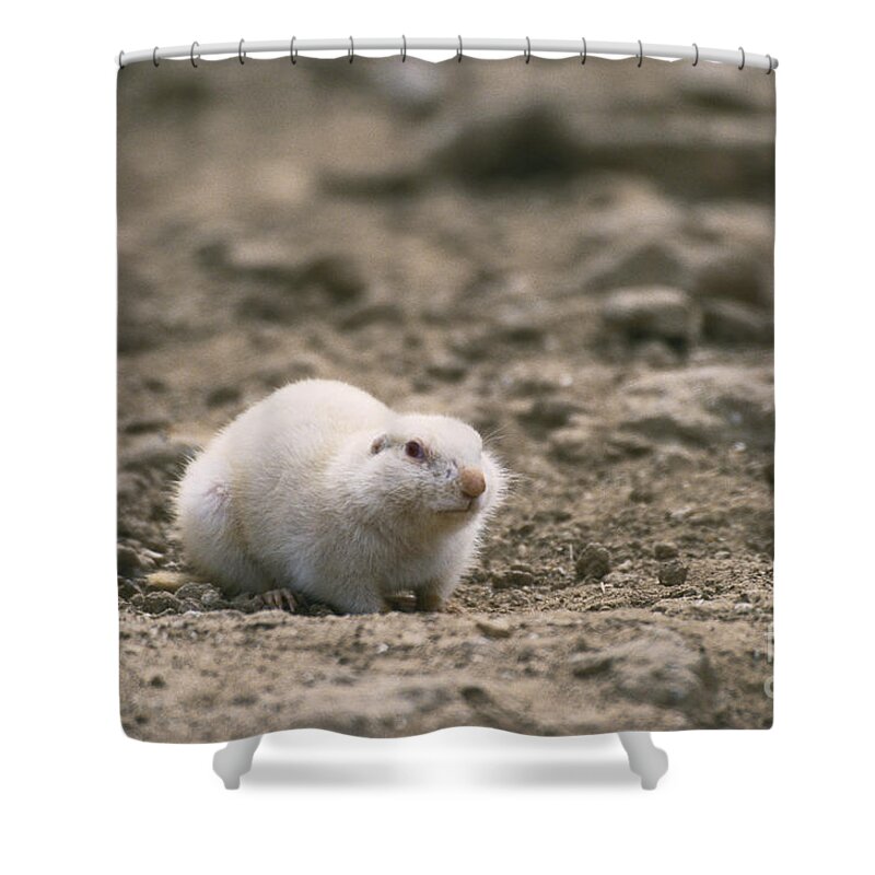 Nature Shower Curtain featuring the photograph Albino Black-tailed Prairie Dog by Mark Newman