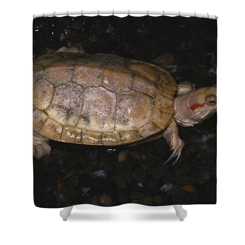 Albinic Shower Curtain featuring the photograph Albino Red-eared Slider by Karl H. Switak