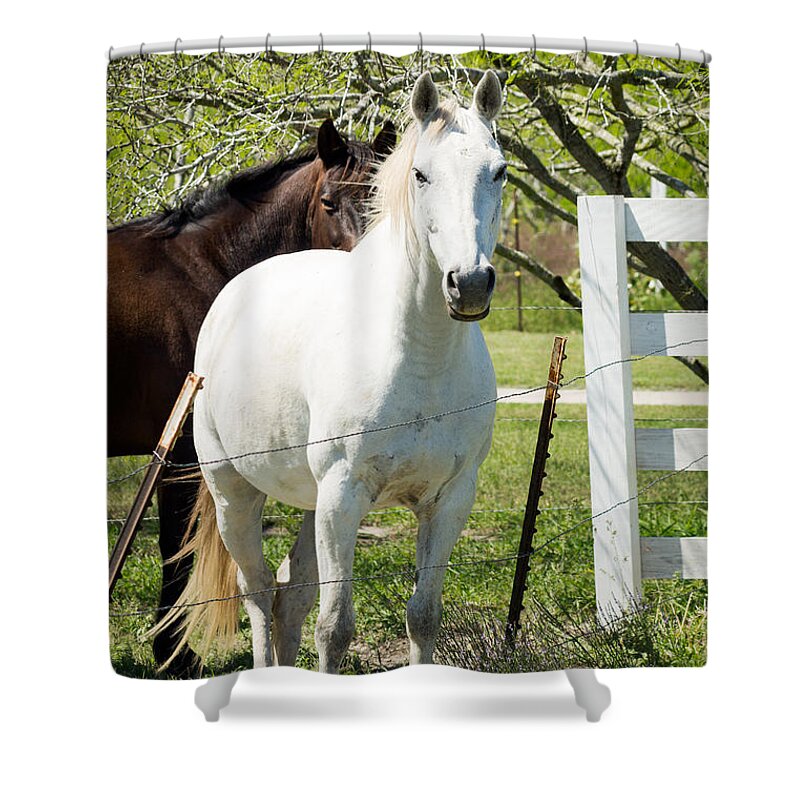 Horse Shower Curtain featuring the photograph White Horse by Imagery by Charly