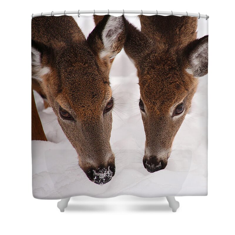 Deer Shower Curtain featuring the photograph All Eyes On Me by Karol Livote