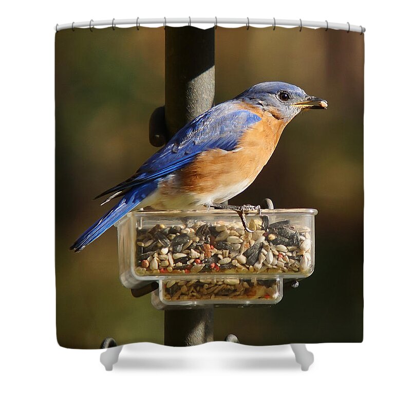 Bluebird Shower Curtain featuring the photograph All You Can Eat by Robert L Jackson
