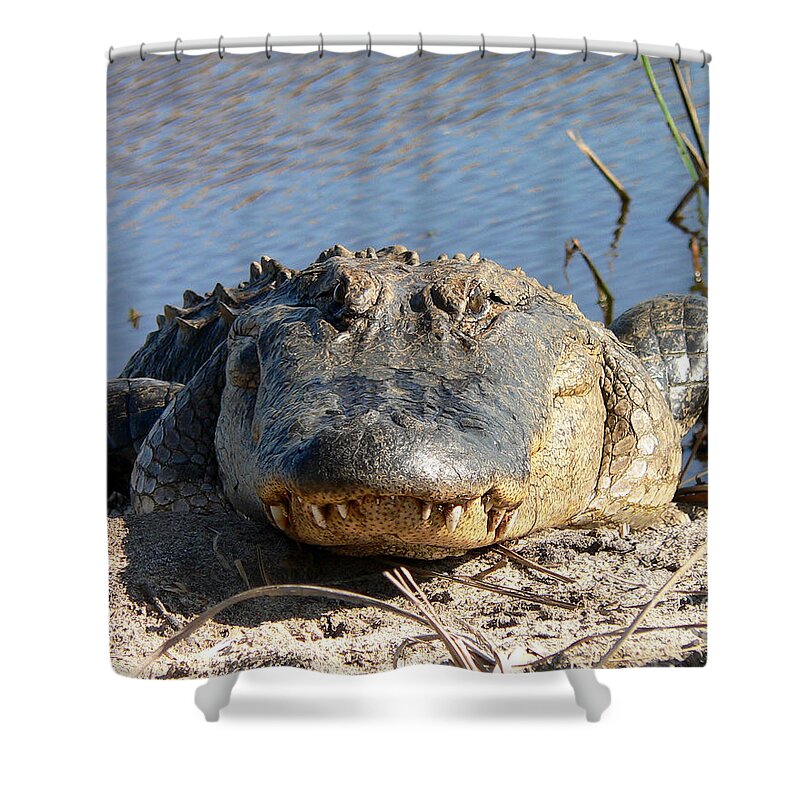 Gator Shower Curtain featuring the photograph Alligator Approach by Al Powell Photography USA