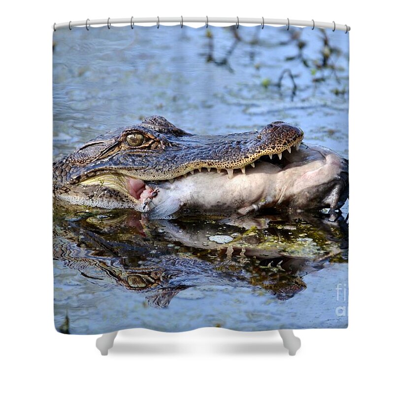 Alligator Shower Curtain featuring the photograph Alligator Catches Catfish by Kathy Baccari