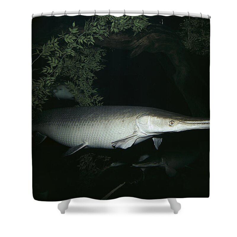 Feb0514 Shower Curtain featuring the photograph Alligator Gar by Flip Nicklin