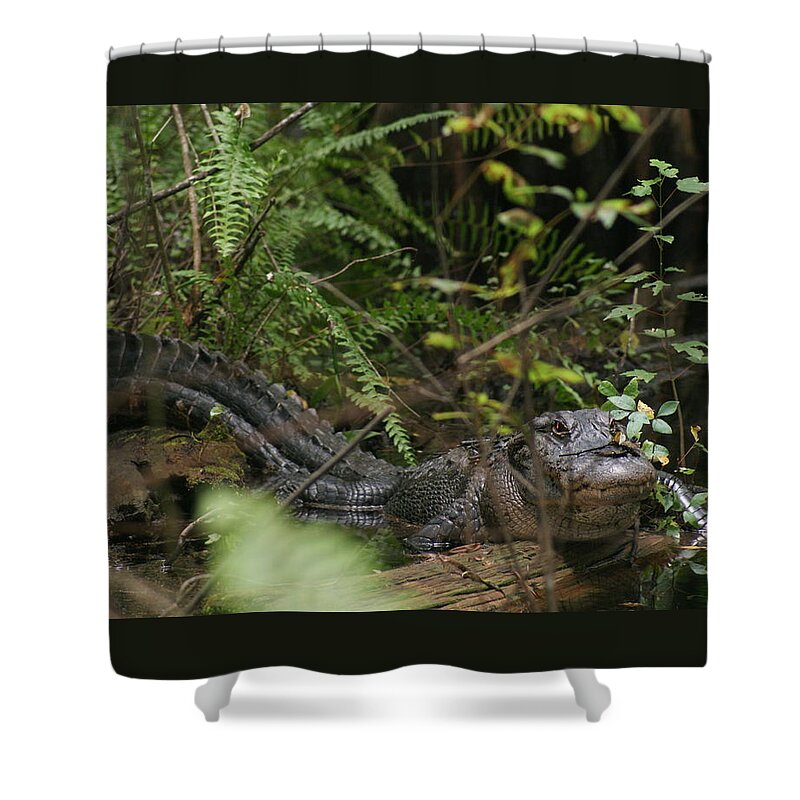 Everglades Shower Curtain featuring the photograph Alligator's Life by Lindsey Floyd