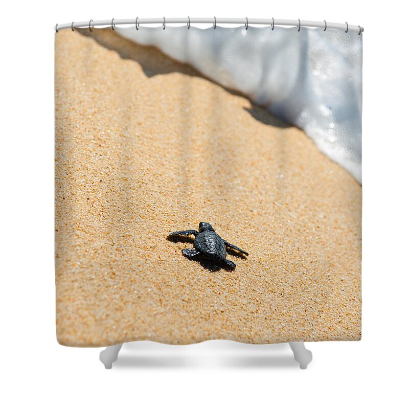 Beach Shower Curtain featuring the photograph Almost Home by Sebastian Musial