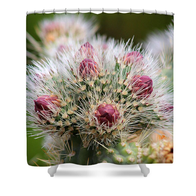 Cactus Shower Curtain featuring the photograph Almost by Tammy Espino