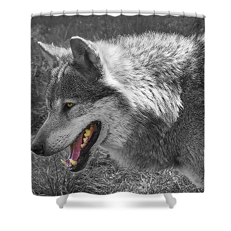Grey Wolf Shower Curtain featuring the photograph Alpha Male Wolf - You Look Tasty 2 by Gill Billington