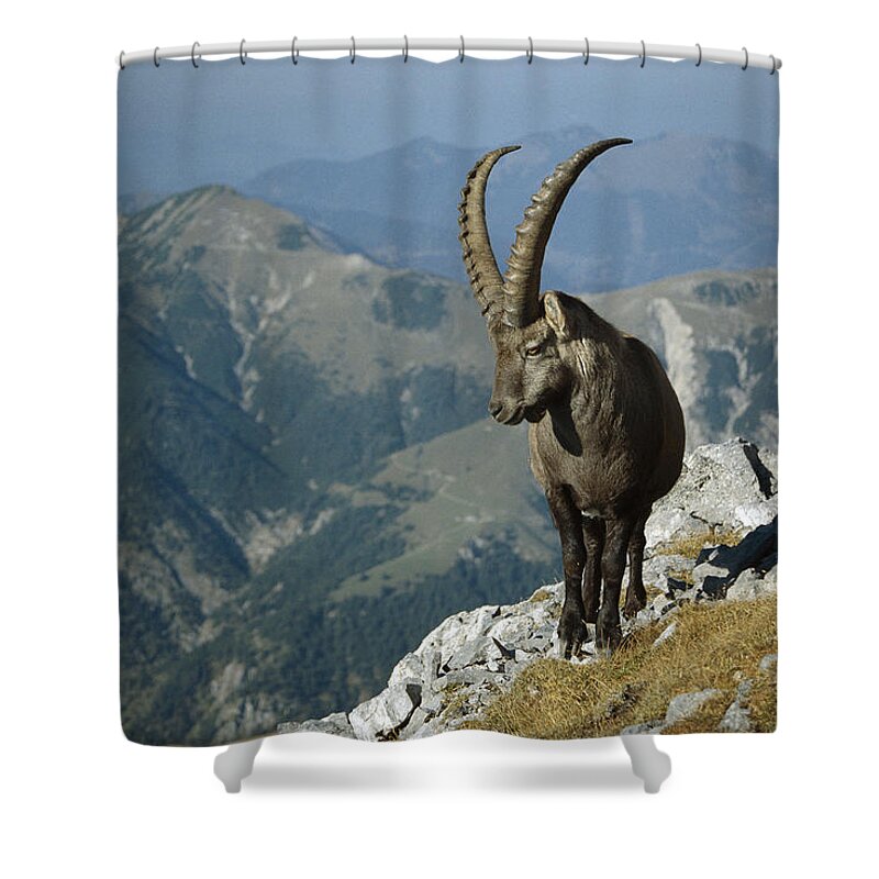 Feb0514 Shower Curtain featuring the photograph Alpine Ibex Male In The Swiss Alps by Konrad Wothe