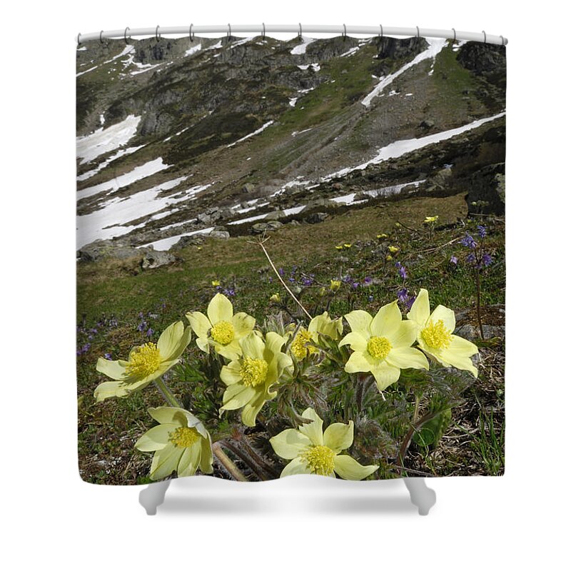 Feb0514 Shower Curtain featuring the photograph Alpine Pasque Flower Swiss Alps by Thomas Marent