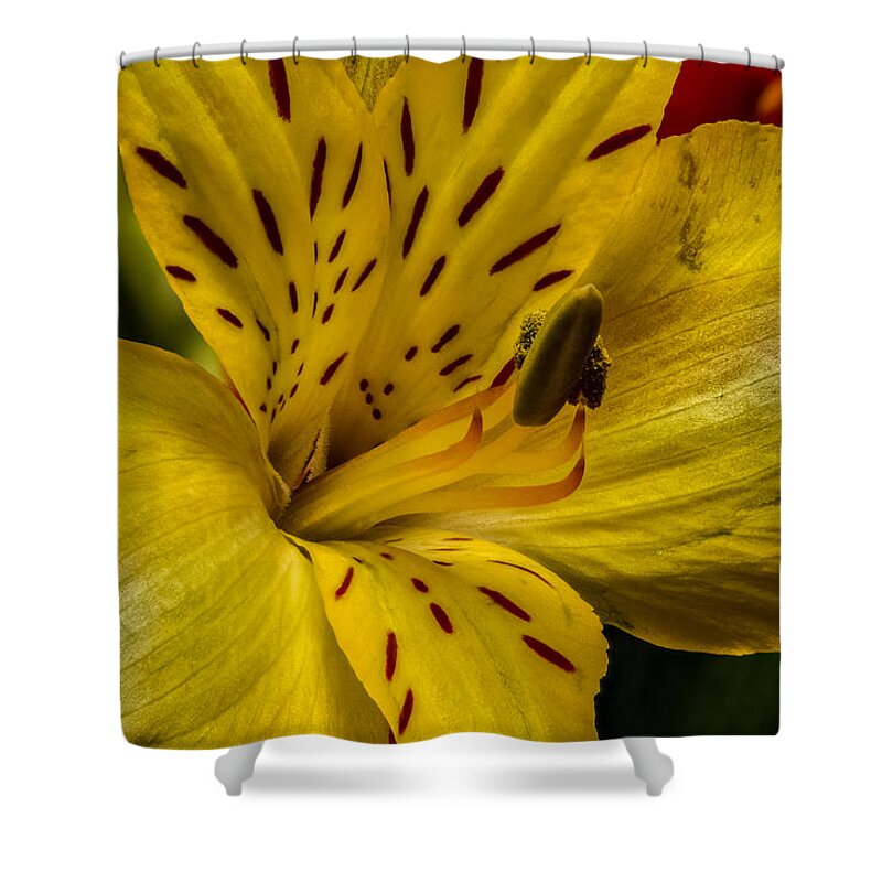Alstroemeria Shower Curtain featuring the photograph Alstroemeria Bloom by Ron Pate