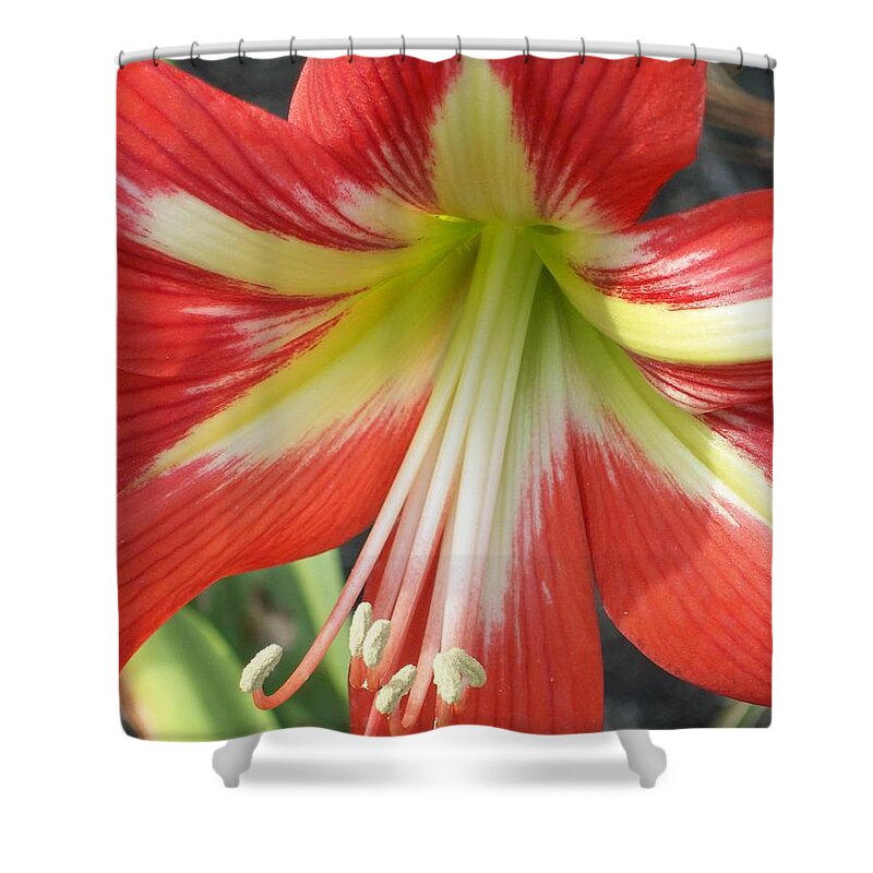  Shower Curtain featuring the photograph Amarylis Full Bloom by Belinda Lee