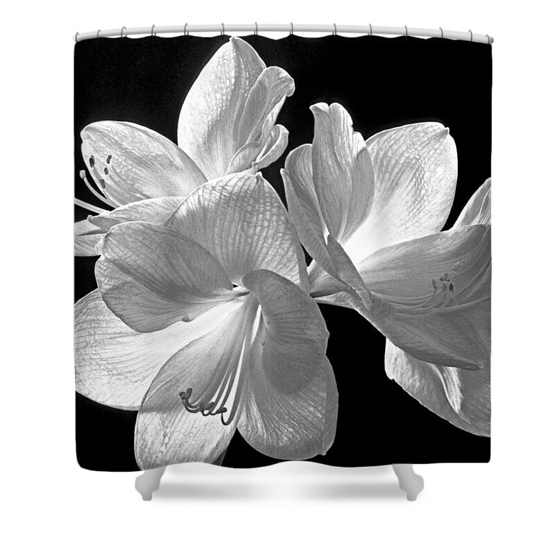 Amaryllis Shower Curtain featuring the photograph Amaryllis - BW by Paul W Faust - Impressions of Light