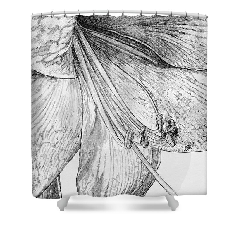 Mccombie Shower Curtain featuring the drawing Amaryllis by J McCombie