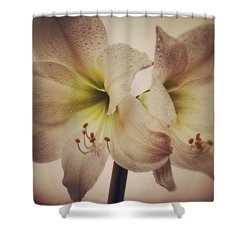 Petal Shower Curtain featuring the photograph Amaryllis by Nathan Blaney