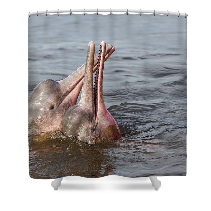 Amazon River Dolphin Shower Curtain featuring the photograph Amazon River Dolphins by M. Watson