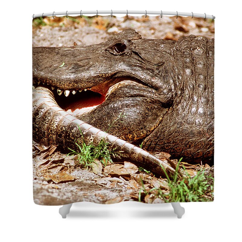 American Alligator Eating Younger Gator Shower Curtain by Millard H. Sharp  - Science Source Prints - Website