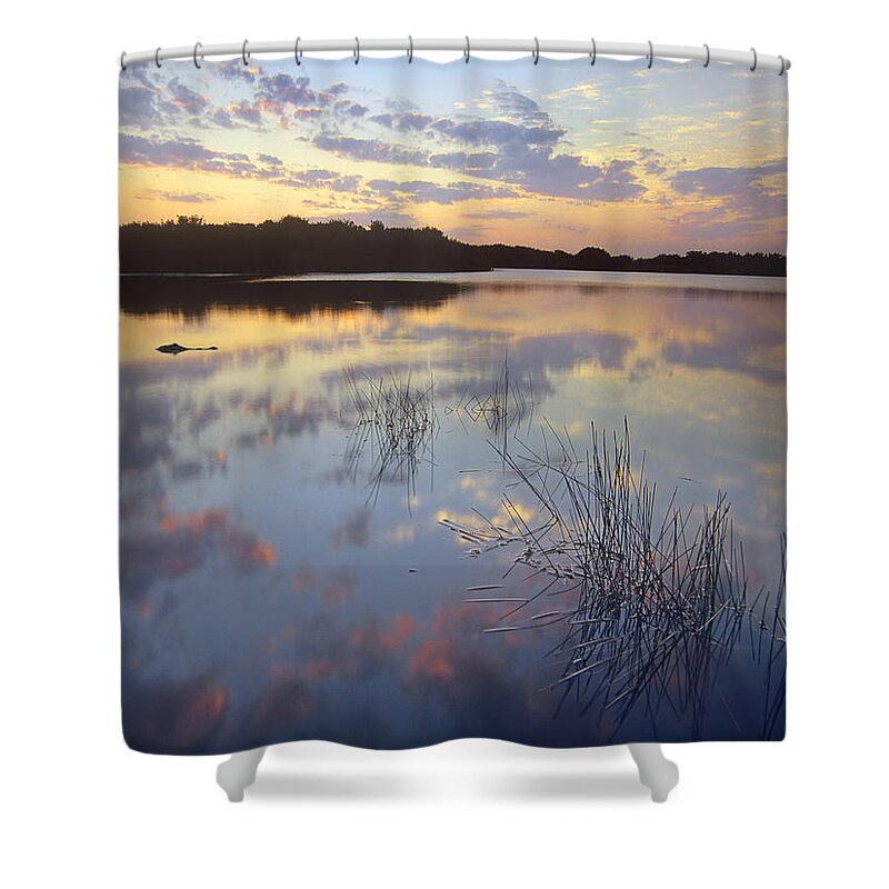 Feb0514 Shower Curtain featuring the photograph American Alligator Everglades Np Florida by Tim Fitzharris