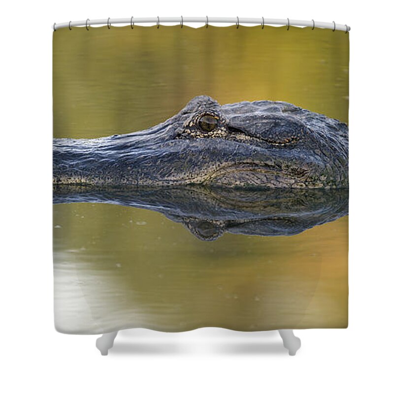 American Shower Curtain featuring the photograph American alligator reflection by Gary Langley