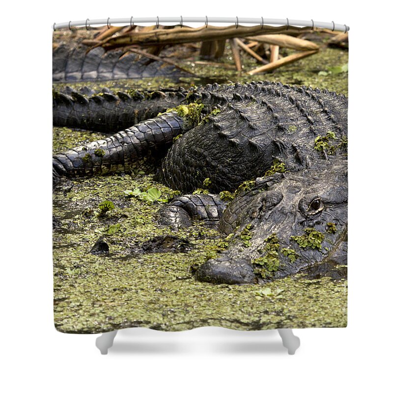American Alligator Shower Curtain featuring the photograph American Alligator Smile by Meg Rousher