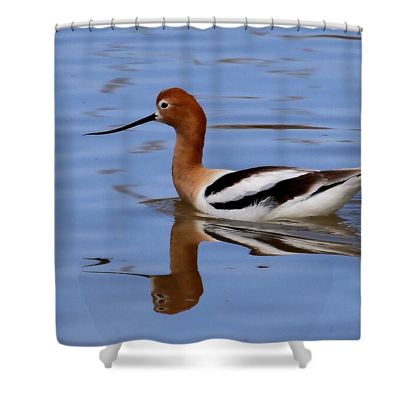 American Avocet Shower Curtain featuring the photograph American Avocet by Marty Fancy