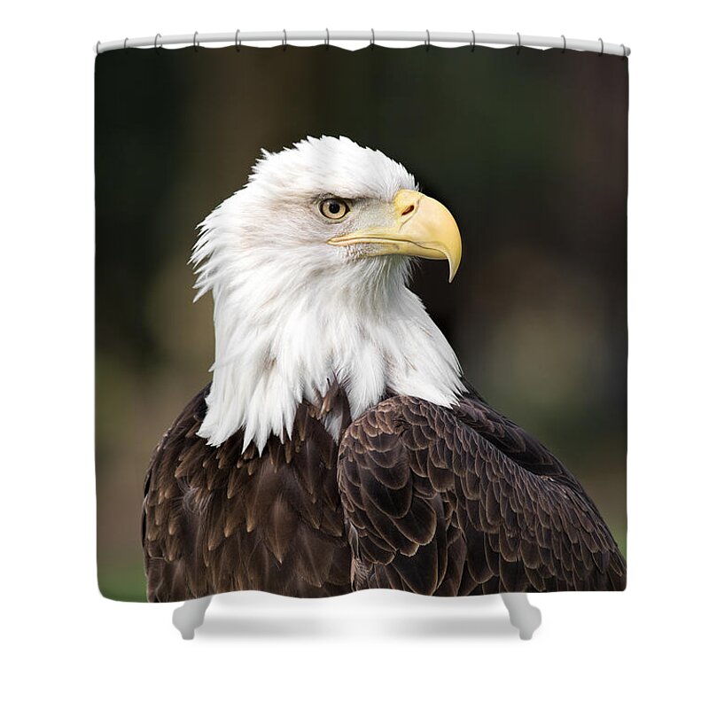 Bald Eagle Shower Curtain featuring the photograph American Bald Eagle by Dale Kincaid