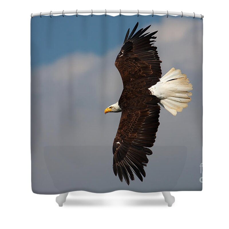 Alaska Shower Curtain featuring the photograph American Bald Eagle in flight by Nick Biemans