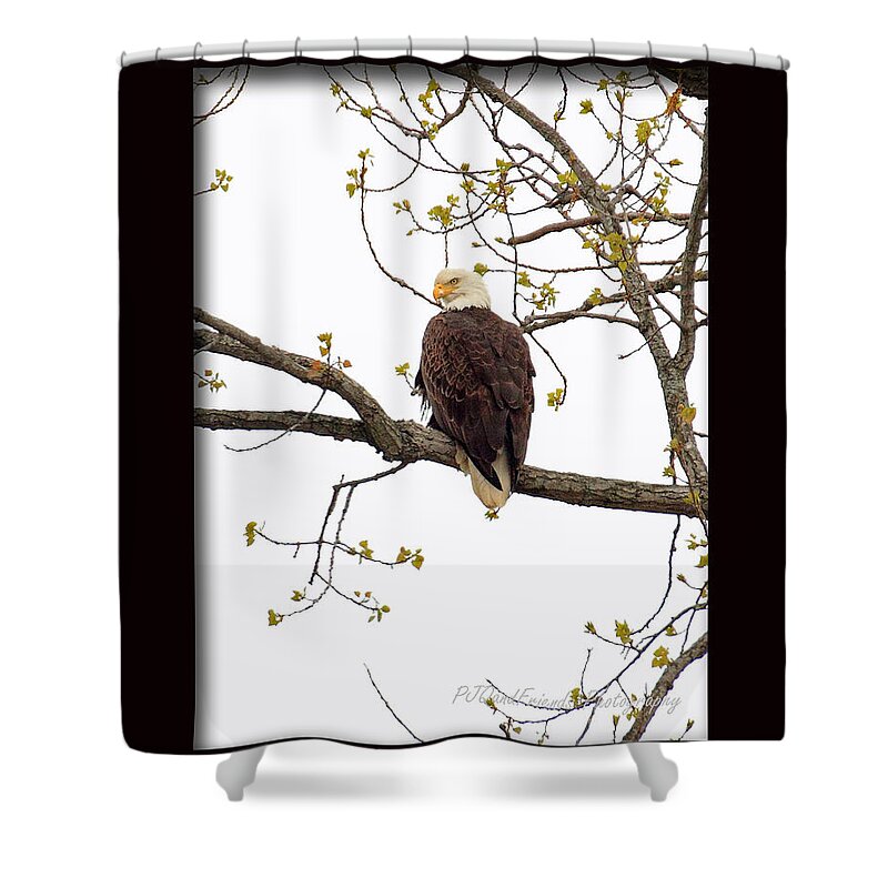 American Bald Eagle Shower Curtain featuring the photograph American Bald Eagle #1 by PJQandFriends Photography