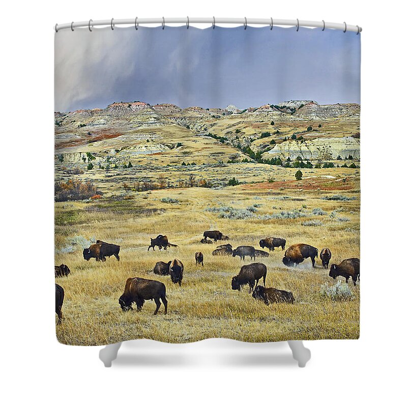 00176897 Shower Curtain featuring the photograph American Bison Herd Grazing by Tim Fitzharris