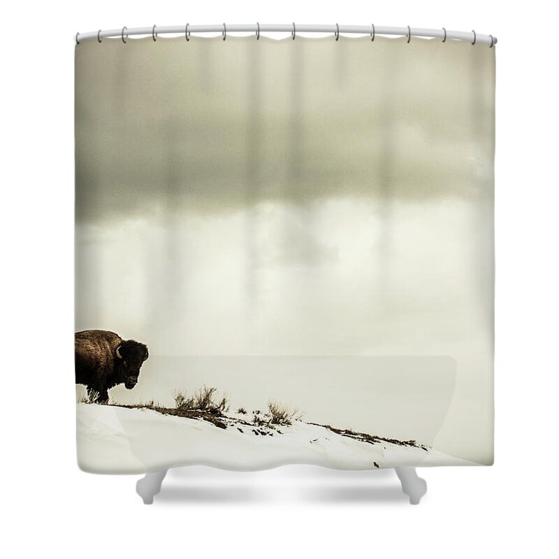American Bison Shower Curtain featuring the photograph American Bison On The Top Of A Snowy by Tim Martin