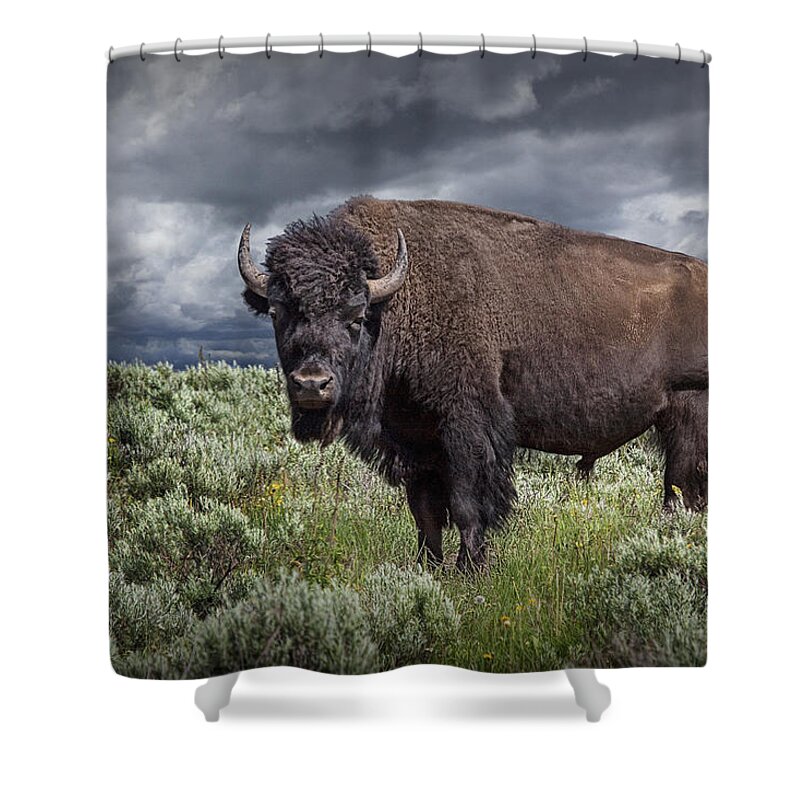 Bison Shower Curtain featuring the photograph American Buffalo or Bison in Yellowstone by Randall Nyhof